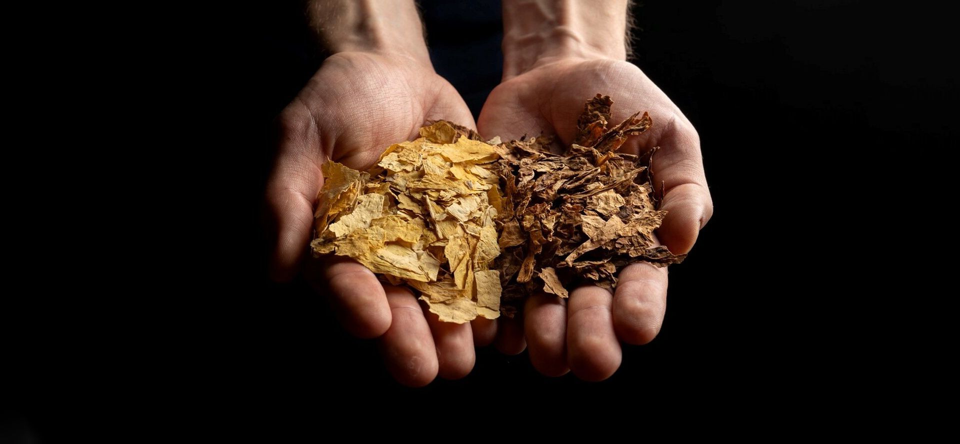 Tobacco In Hands.