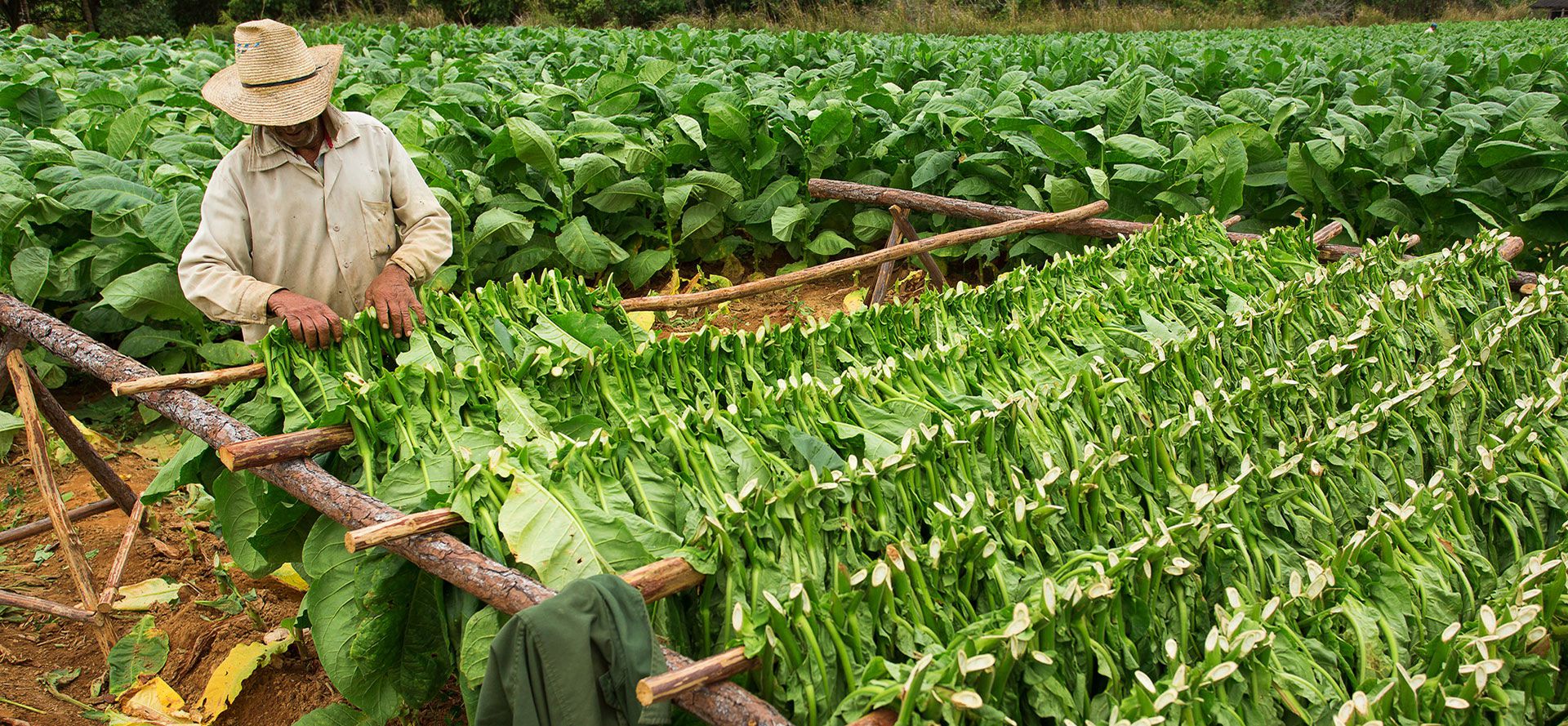 How Tobacco Is Cultivated In Cuba.